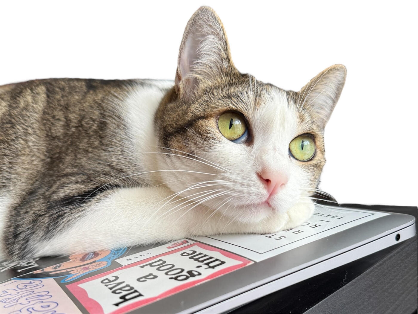 猫から学ぶ生き方