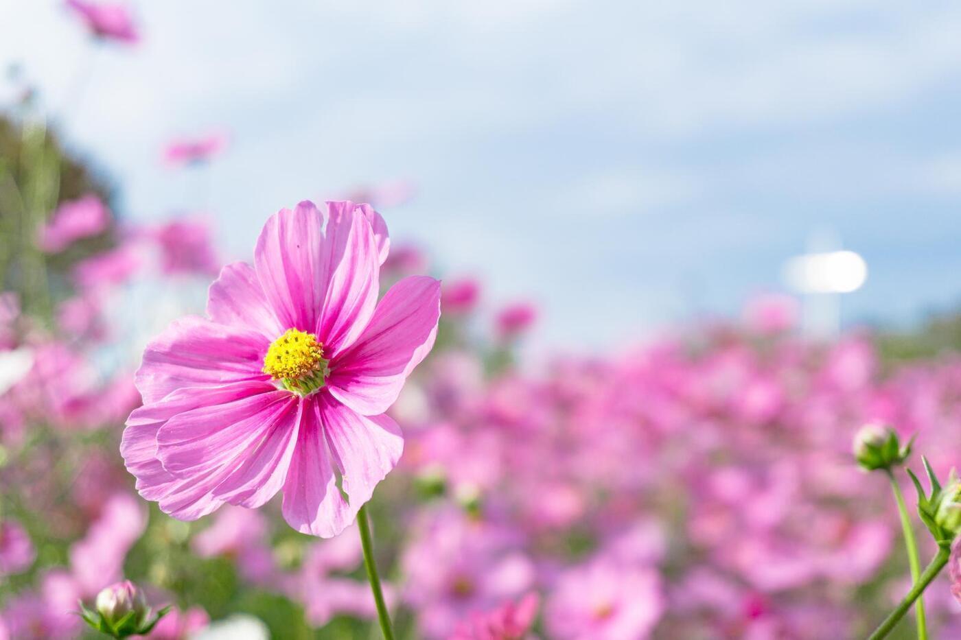 【セルフケアに】花から得られる癒し効果🌼
