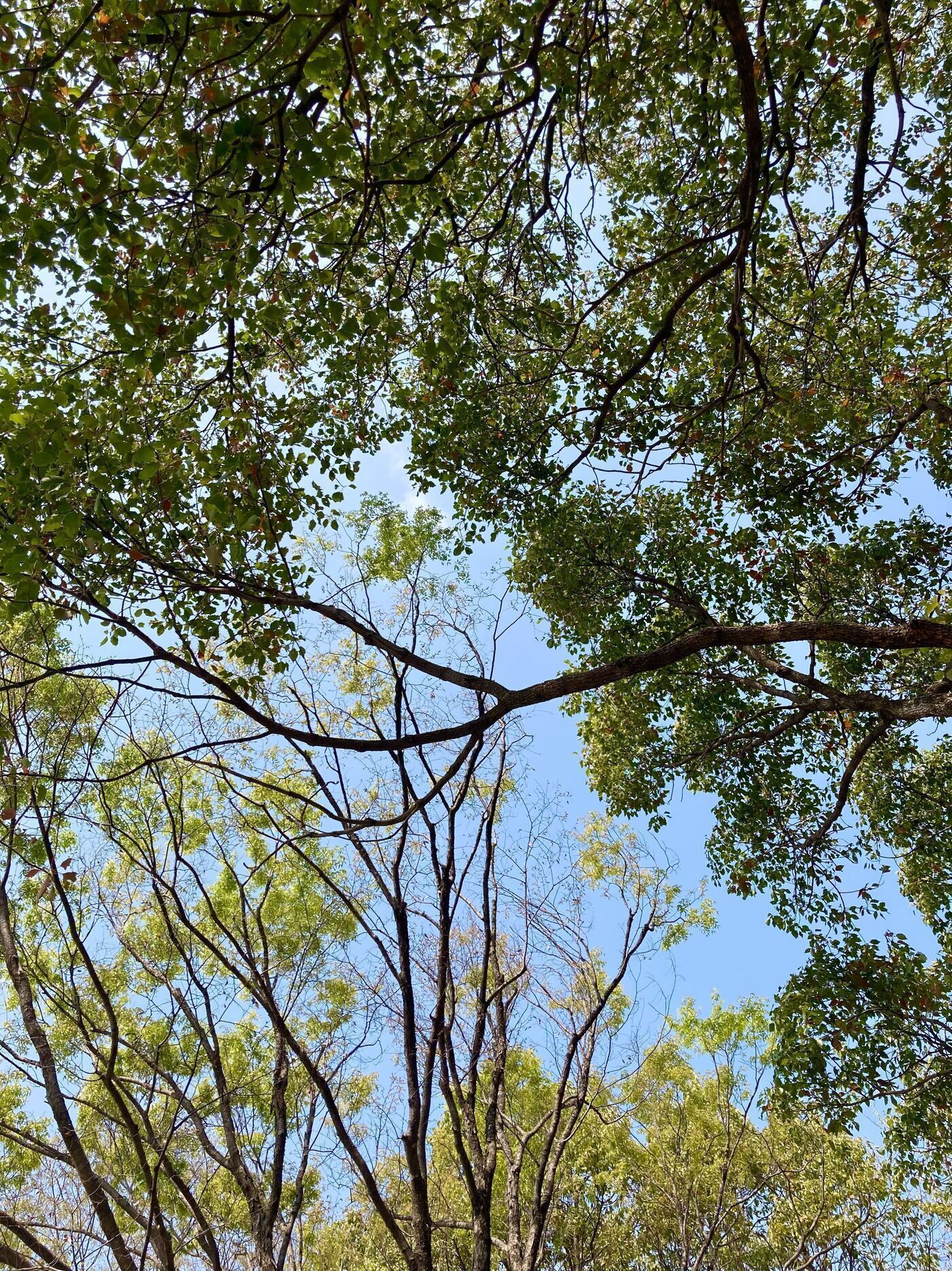 空を見上げるだけでリフレッシュ🌿ピクニックで感じたグラウンディングの効果