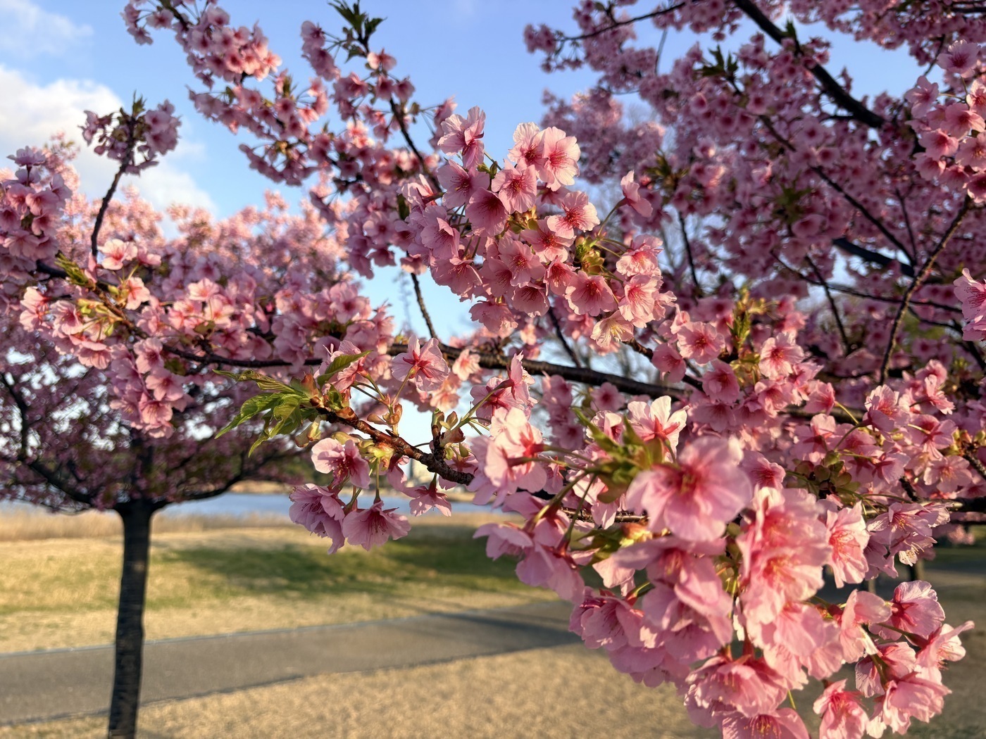 春の変わり目を明るく乗り越えましょう🌸